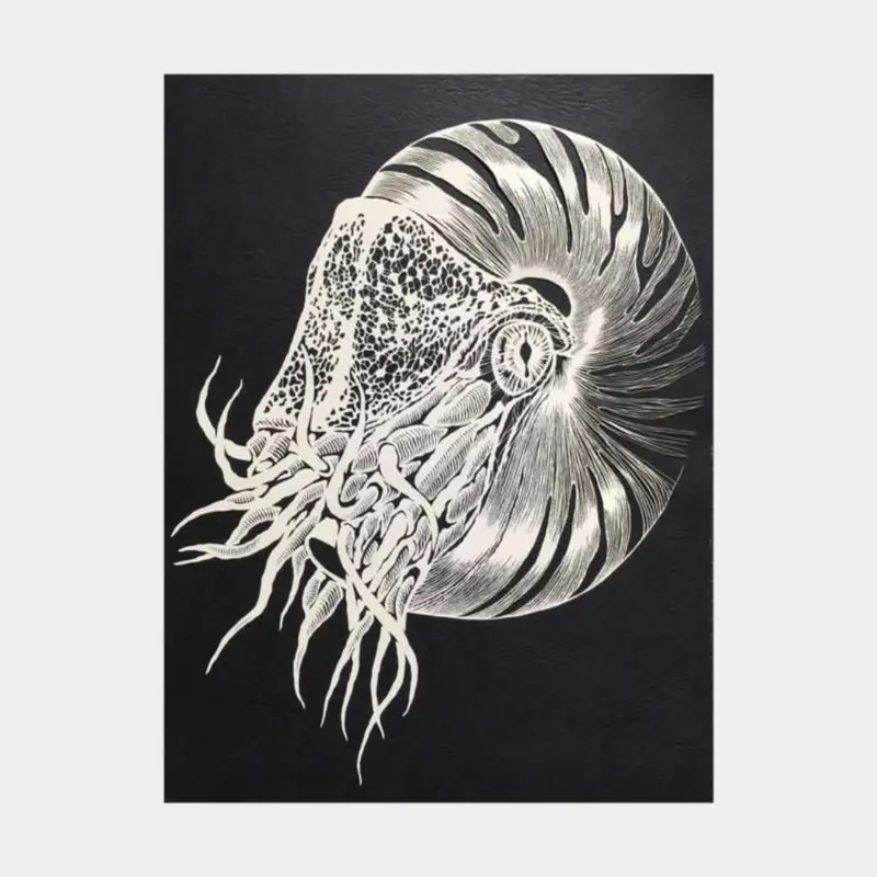 Nautilus Kiriken Wall Art – Three-Dimensional Paper Cutout By Masayo Fukuda 1